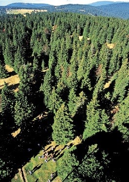 Drevesa iz hladnejših rastišč (senčna lega, višja nadmorska višina, severne države) rastejo počasneje, les je odpornejši.