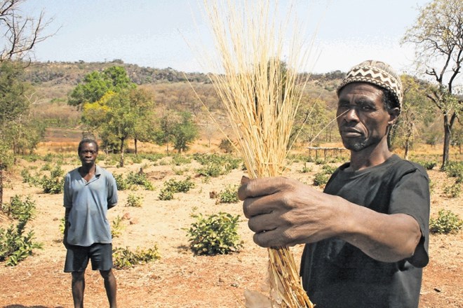 Fonio je glavno žito zahodne Afrike.