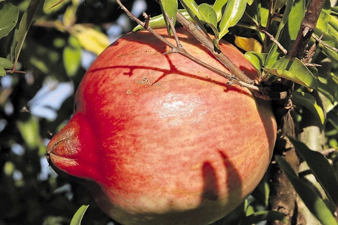 V osrednji Sloveniji bodo plodovi  na grmu jeseni težko dozoreli.