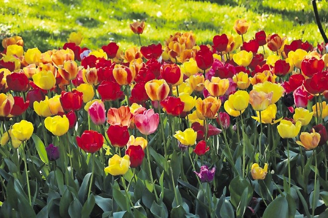 Trenutno so najbolj priljubljene že sestavljene kombinacije barvno usklajenih tulipanov različnih asortimentov.