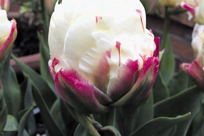Tulipani ice cream so privlačnejši na fotografiji kot v naravi.