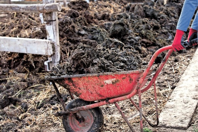 Hlevskega gnoja je vse manj. Vrtičkarji si tako pomagajo s sodobnimi organskimi  gnojili.