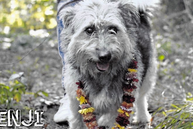 Psi mariborskega zavetišča, ki so sodelovali pri snemanju videospota, so prejeli ogrlico iz cvetja in priboljške.