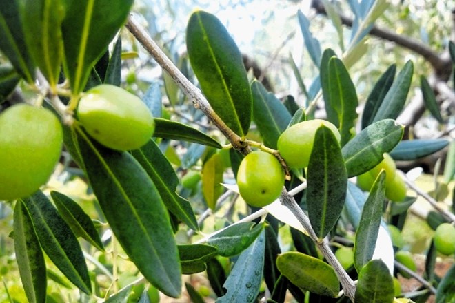 Oljčni listi,  zmleti v kapsule, in listje oljk v  ekstraktih postajajo globalna uspešnica med prehranskimi dopolnili.