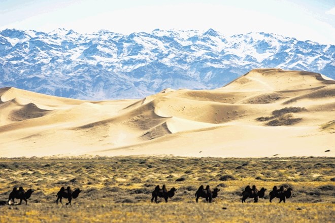 Pozimi je v puščavi Gobi temperatura minus 40 stopinj Celzija, vetrovi pa divjajo s hitrostjo 160 kilometrov na uro.
