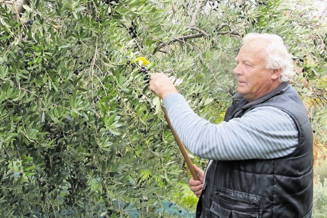 Jadran Jakončič iz Kojskega prisega na olje avtohtone sorte črnice. Letos je obral okoli 140 kilogramov oljk te vrste.