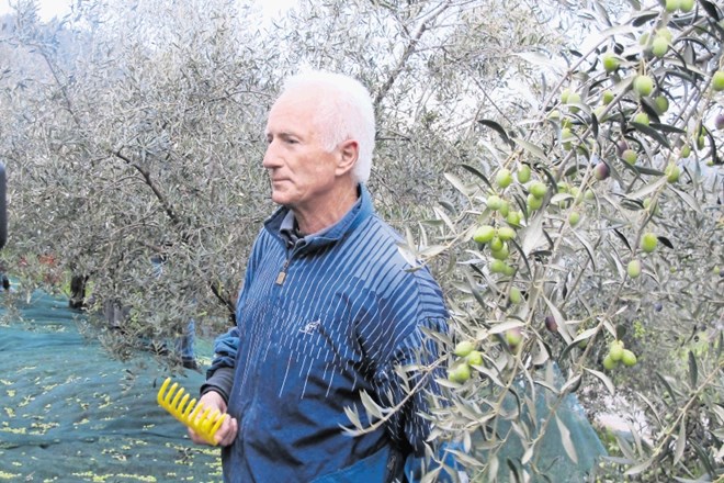 Ivan Skubin z Brega nad reko Idrijo ima enega največjih oljčnikov v Brdih, lani pa so njegova olja dobila   najvišjo oceno.