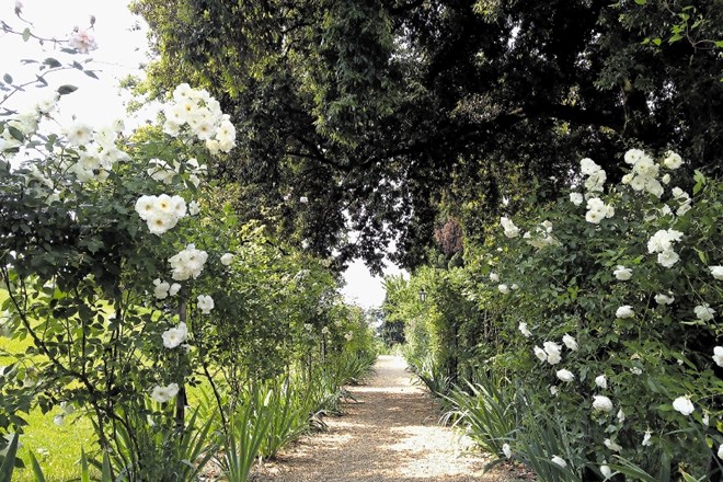 Med dišečimi belimi vrtnicami in   cvetočimi perunikami  vodi peščena pot iz vile v vrt.