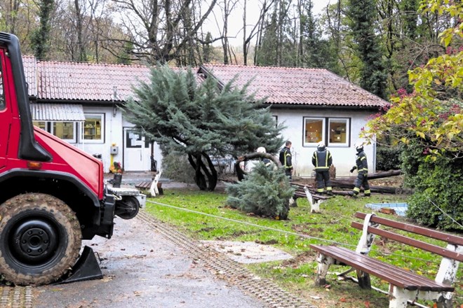 Burja je nad že tako dotrajan paviljon bolnišničnega oddelka za invalidno mladino  v Stari Gori nevarno nagnila cipreso.