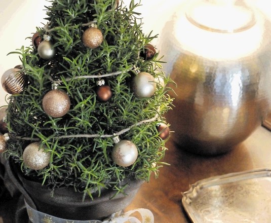 Rožmarin in sobno smreko lahko več let gojimo kot božično drevo.