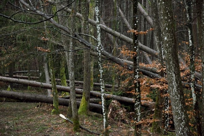 Vetrolom v gozdu (Grosuplje).