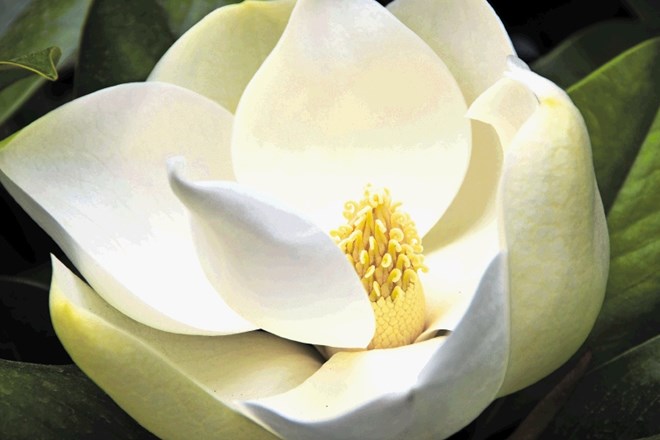 Cvetovi velikocvetne magnolije so veliki do 20 centimetrov.
