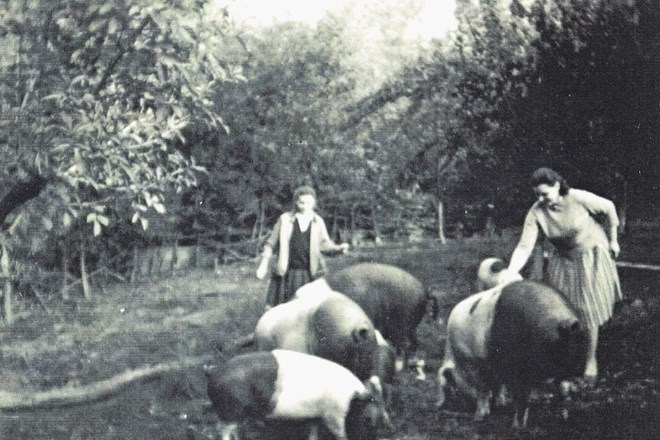 Kmetje v Posavju in na Dolenjskem so krškopoljce prosto redili vse do 60. let prejšnjega stoletja, ko je začela veljati...