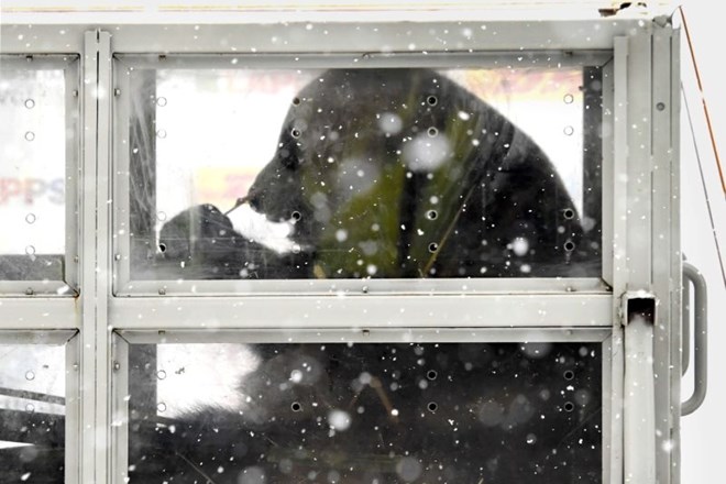 #foto #video Pandi na Finskem pričakalo obilno sneženje