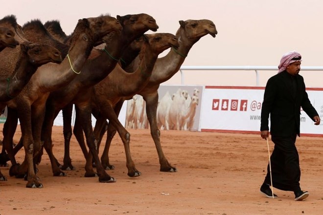 Na lepotnem tekmovanju zaradi uporabe botoksa diskvalificiranih dvanajst kamel