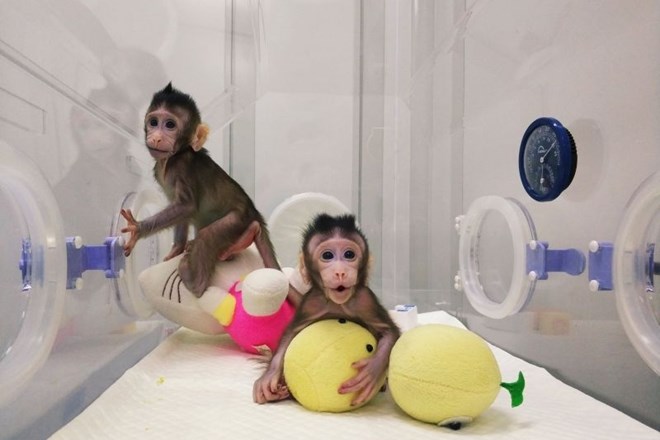 #foto #video Na Kitajskem uspešno klonirali opici po postopku, ki so ga uporabili za kloniranje ovce Dolly 