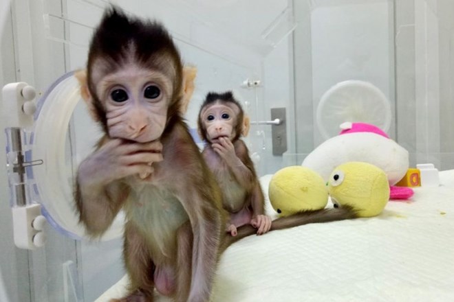 #foto #video Na Kitajskem uspešno klonirali opici po postopku, ki so ga uporabili za kloniranje ovce Dolly 