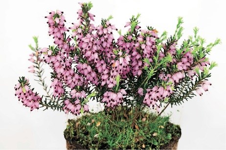 Spomladanska resa (Erica carnea) cveti od januarja do maja.