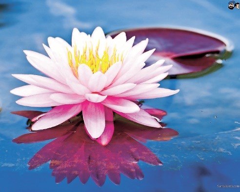 Lotos Cvet lotosa simbolizira duhovnost, večno življenje in popolnost. Okoli sebe širi poseben mir. Na Japonskem velja za...