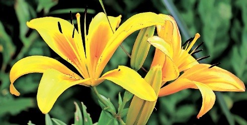 Lilija Je cvet prekrasnih barv in izrazitega vonja na visokem steblu. Prav zaradi velikosti jo povezujejo z bogovi....