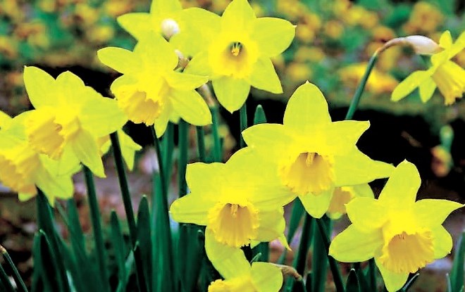 Narcisa Njen cvet simbolizira rojstvo in smrt oziroma minljivost, življenje in upanje. Je simbol pomladnega prebujenja, zato...
