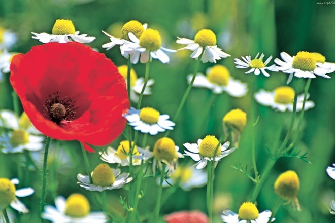 Mak Nežni poljski cvet ima globoko simboliko. Simbolizira smrt, prav tako tudi bogastvo. In prav tako kri in ljubezen. Prav...