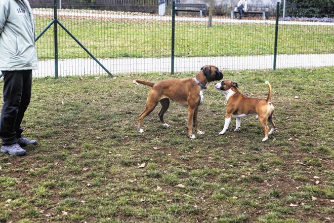 Psom so v Ljubljani na voljo štirje  ograjeni  pasji parki, kjer se lahko prosto gibljejo.
