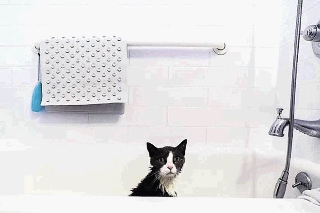Mačko lahko okopate v kopalni kadi…