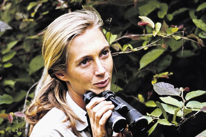 Dokumentarec o Jane Goodall temelji na več kot 150 urah arhivskih posnetkov, s katerimi se je Morgen igral v montaži, od...