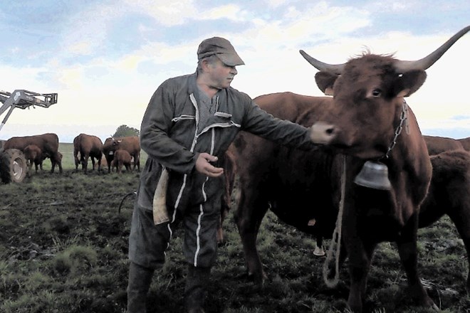 Iz francoskega dokumentarca Marcel Taillé, pastir in mlekar avtorja etnologa Martina Büdla