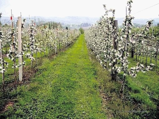 Poskusni sadovnjak Brdo se ponaša z največjo slovensko zbirko sadnih rastlin z več kot 400 različnimi sortami jablan, hrušk,...
