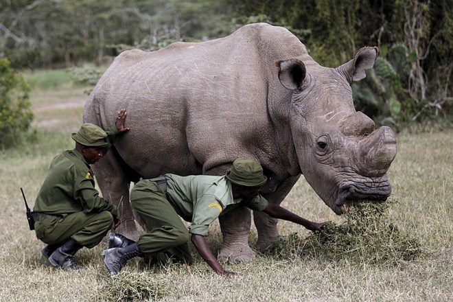 Zadnji beli nosorog Sudan