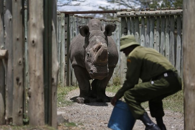 #foto #video Poginil je še zadnji severni beli nosorog