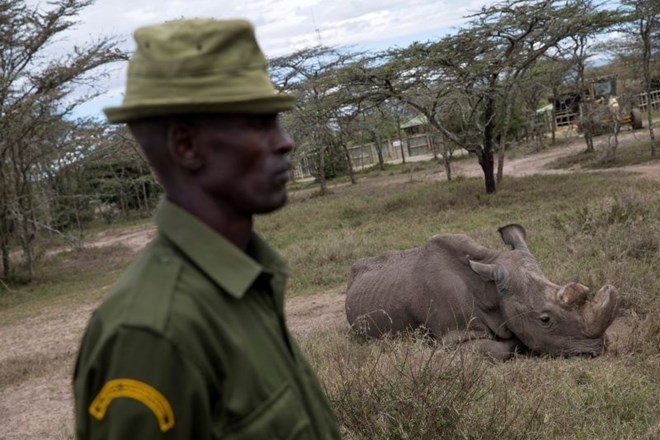 #foto #video Poginil je še zadnji severni beli nosorog