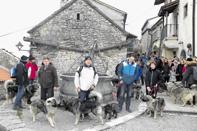 V Sloveniji živi le okoli 800 psov avtohtone pasme kraški ovčar.