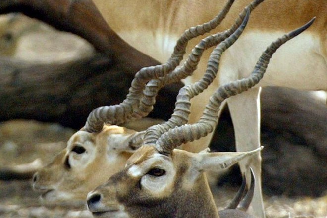 Indijska antilopa je redka vrsta te živali.