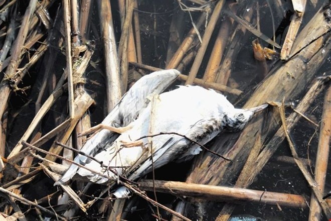Ornitologi so ob Ptujskem jezeru že v soboto našteli približno sto dvajset mrtvih ptic, a so se že takrat bali, da je ta...