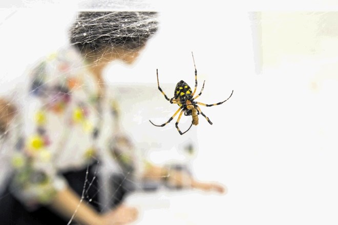 Študentka na doktorskem študiju Shakira Quinones ima na Igu precej boljše pogoje za raziskovanju  pajkov, kot jih je imela na...