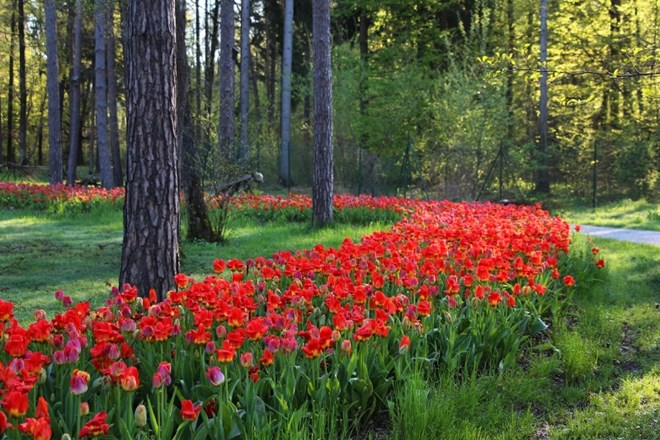 Polja tulipanov vabijo na spomladansko razstavo v Arboretumu Volčji potok  