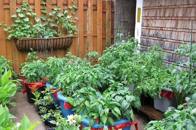 Skoraj vso zelenjavo lahko vzgajamo tudi v posodah na balkonu, terasi ali verandi  