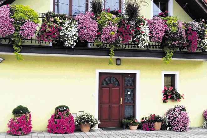 Pri kombinaciji balkonskega cvetja upoštevamo predvsem bujnost rasti  in lego.