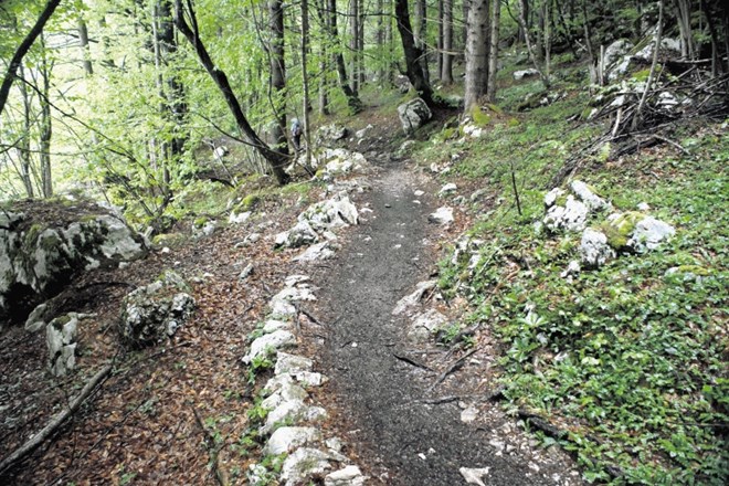 Priljubljena naravna steza, ki se tik ob severni obali Bohinjskega jezera vije od okrepčevalnice Kramar do Ukanca.