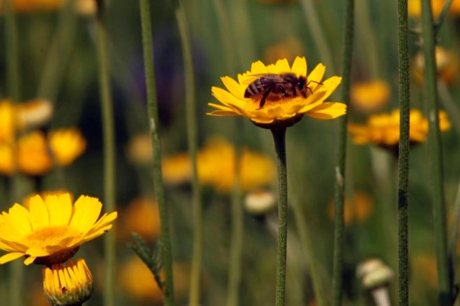 Svetovni dan čebel: živalim v resnici kraljujejo čebele! 