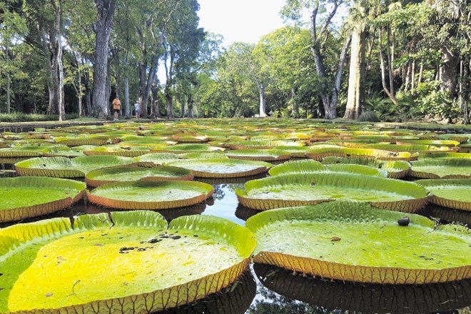 Botanični vrt z orjaškimi amazonskimi vodnimi lilijami, ki dosežejo premere tudi do tri metre, krasijo številna  tropska...