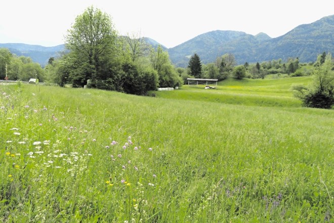 Obiskovalci festivala alpskega cvetja v Bohinju že vidijo razlike v ravnanju lastnikov travnikov, saj na nekaterih opažajo...