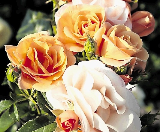 Cvetovi vrtnice portorož so žareče oranžne barve, ki s cvetenjem počasi spreminjajo barvo v rumeno in nato nežno rožnato.