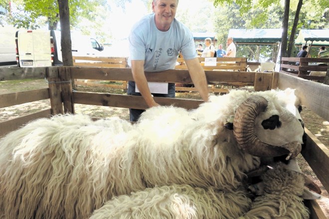 Čeprav ovce niso zahtevne, je z njimi vendarle kar nekaj dela, če želiš stvari opraviti dobro, pravi Dušan Hutar.