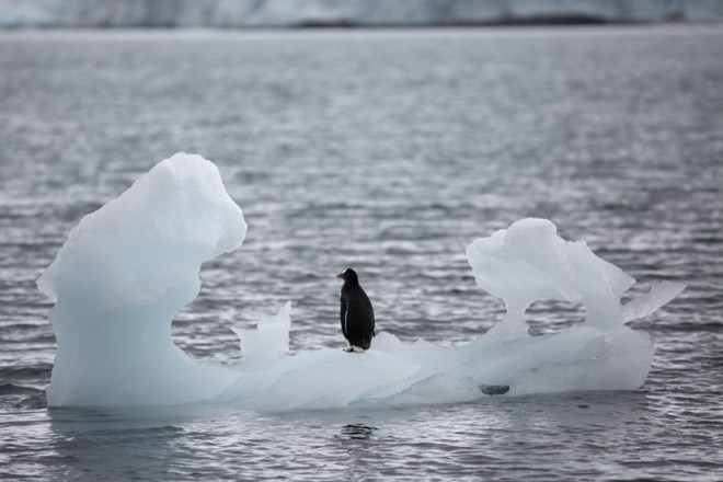 #foto Nov alarm zaradi zelo hitrega krčenja ledu na Antarktiki