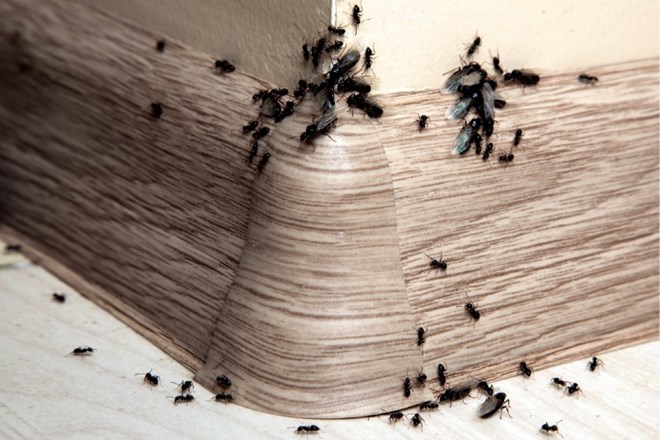 Mravlje so pogosta nadloga v hišah, stanovanjih, na balkonih in terasah.