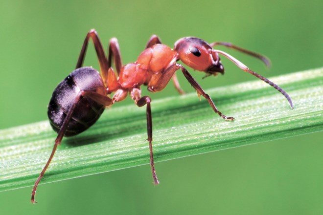 Vsako hrano, ki jo mravlje onesnažijo, moramo zavreči.